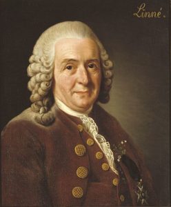 Carl von Linné