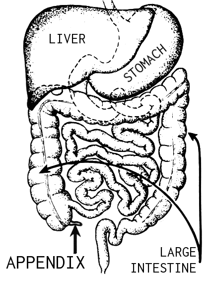 appendix in a thesis