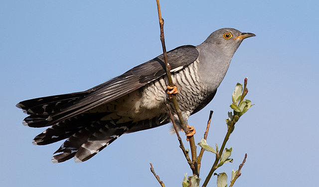 An onomatopoeic bird.