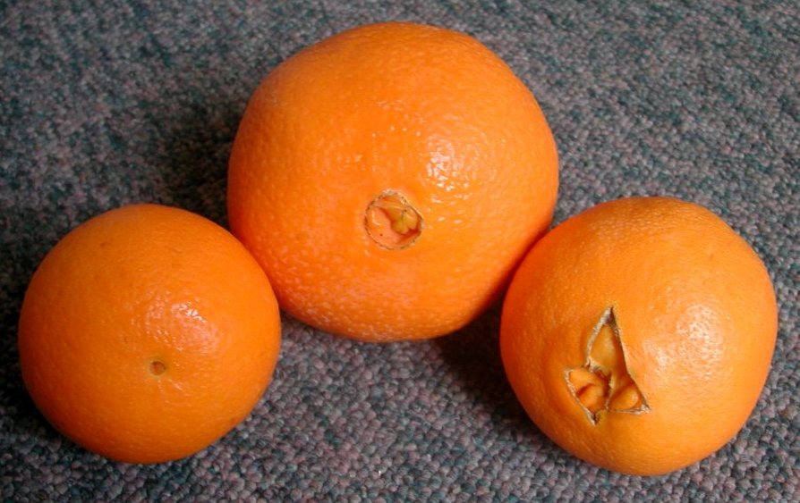 Just think of the oranges themselves as fruit bellies.