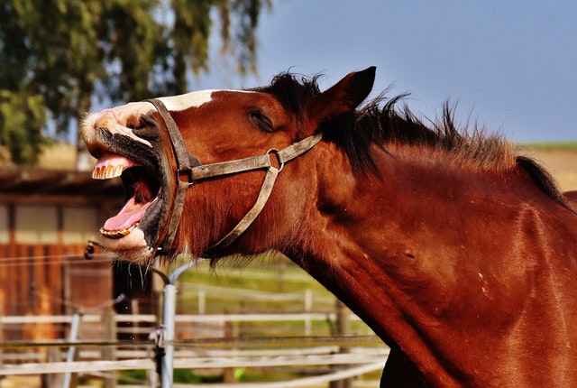 'Neigh,' said the horse.