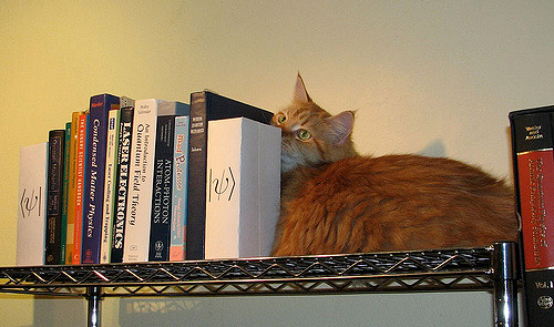 Unlike real bookends, you can't replace any part of your dissertation with a cat. (Photo: Lenore Edman/flickr)