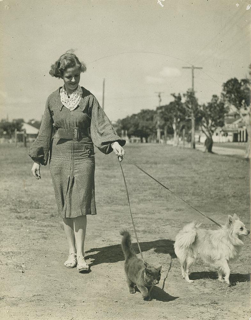 Walking the cat is more unusual. (Photo: State Library of Queensland)