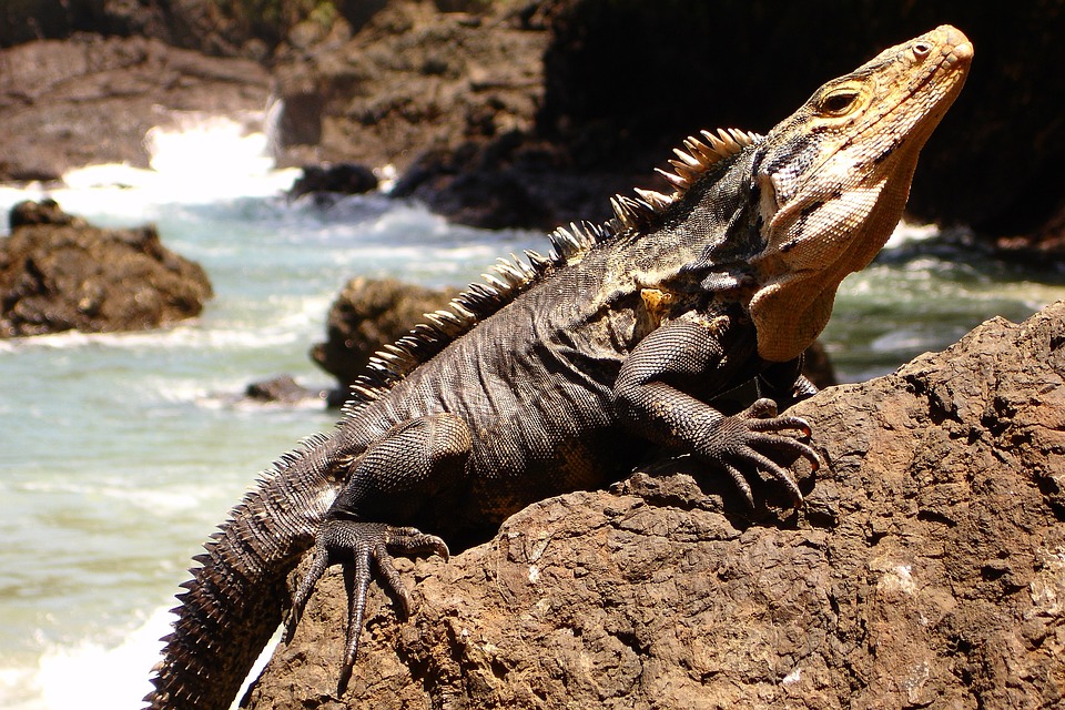 A lizard on a rock, looking slightly smug.