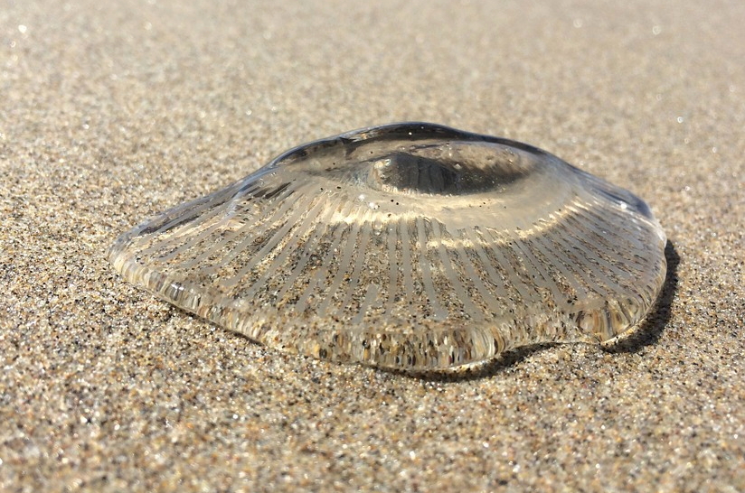 Even jellyfish like to sunbathe. (Photo: dinai8130) 